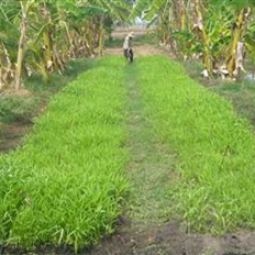 โครงการสาธิตการปลูกพืชในพื้นที่ดินเค็ม ต.ตาจั่น อ.คง จ.นครราชสีมา(27 เมษายน 2554)