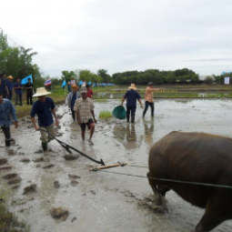 โครงการศูนย์แปลงสาธิตการเกษตรแบบผสมผสาน ตำบลสุขเดือนห้า จังหวัดชัยนาท (17 สิงหาคม 2554)