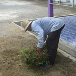 โครงการสาธิตการปลูกพืชในพื้นที่ดินเค็ม ต.ตาจั่น อ.คง จ.นครราชสีมา(4 พฤษภาคม 2554)