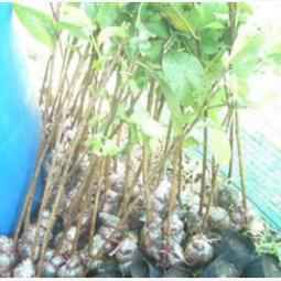 โครงการสาธิตการปลูกพืชในพื้นที่ดินเค็ม ต.ตาจั่น อ.คง จ.นครราชสีมา (24 ธันวาคม 2555)
