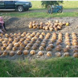 โครงการสาธิตการปลูกพืชในพื้นที่ดินเค็ม ต.ตาจั่น อ.คง จ.นครราชสีมา (1 กุมภาพันธ์ 2555)