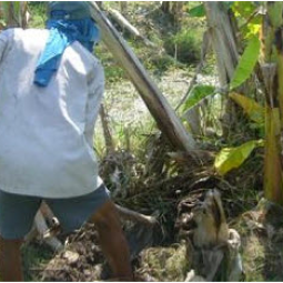 โครงการสาธิตการปลูกพืชในพื้นที่ดินเค็ม ต.ตาจั่น อ.คง จ.นครราชสีมา (26 มกรามคม 2555)