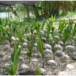 โครงการสาธิตการปลูกพืชในพื้นที่ดินเค็ม ต.ตาจั่น อ.คง จ.นครราชสีมา (17 มิถุนายน 2555)