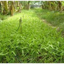 	โครงการสาธิตการปลูกพืชในพื้นที่ดินเค็ม ต.ตาจั่น อ.คง จ.นครราชสีมา (21 มิถุนายน 2555)