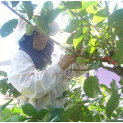 		โครงการสาธิตการปลูกพืชในพื้นที่ดินเค็ม ต.ตาจั่น อ.คง จ.นครราชสีมา (21 กันยายน 2555)