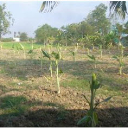 		โครงการสาธิตการปลูกพืชในพื้นที่ดินเค็ม ต.ตาจั่น อ.คง จ.นครราชสีมา (19 มกราคม 2556)