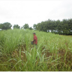 		โครงการศูนย์แปลงสาธิตการเกษตรแบบผสมผสาน ตำบลสุขเดือนห้า จังหวัดชัยนาท (12 มิถุนายน 2556)