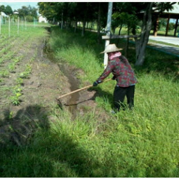 โครงการศูนย์แปลงสาธิตการเกษตรแบบผสมผสาน ตำบลสุขเดือนห้า จังหวัดชัยนาท (4 พฤศจิกายน 2557)
