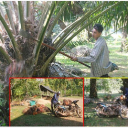 		โครงการพัฒนาป่าชุมชนบ้านอ่างเอ็ด จังหวัดจันทบุรี (12 มกราคม 2558)