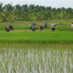 โครงการสาธิตการปลูกพืชในพื้นที่ดินเค็ม ต.ตาจั่น อ.คง จ.นครราชสีมา (19 กรกฎาคม 2554)