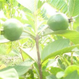 โครงการสาธิตการปลูกพืชในพื้นที่ดินเค็ม ต.ตาจั่น อ.คง จ.นครราชสีมา(31 พฤษภาคม 2554)