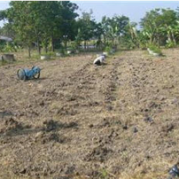 	โครงการสาธิตการปลูกพืชในพื้นที่ดินเค็ม ต.ตาจั่น อ.คง จ.นครราชสีมา (21 พฤศจิกายน 2554)