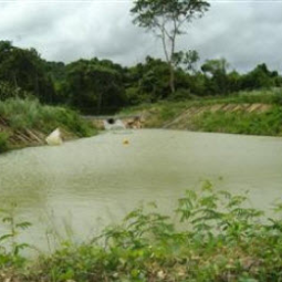 โครงการปลูกไผ่เชิงเศรษฐกิจโดยใช้วิธีเกษตรธรรมชาติ อ.สัตหีบ จ.ชลบุรี (2 ตุลาคม 2554)