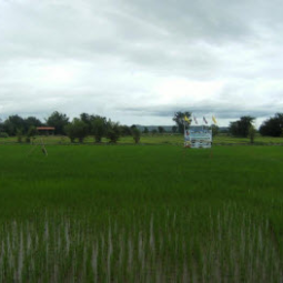 โครงการศูนย์แปลงสาธิตการเกษตรแบบผสมผสาน ตำบลสุขเดือนห้า จังหวัดชัยนาท (7 กันยายน 2554)