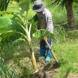 โครงการสาธิตการปลูกพืชในพื้นที่ดินเค็ม ต.ตาจั่น อ.คง จ.นครราชสีมา (19 กันยายน 2554)