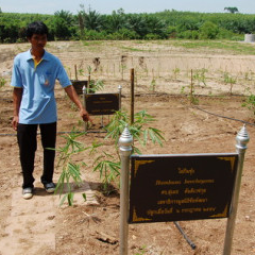 โครงการปลูกไผ่เชิงเศรษฐกิจโดยใช้วิธีเกษตรธรรมชาติ อ.สัตหีบ จ.ชลบุรี (7 กรกฎาคม 2554)