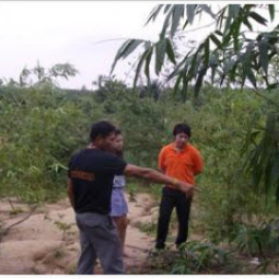 โครงการปลูกไผ่เชิงเศรษฐกิจโดยใช้วิธีเกษตรธรรมชาติ อ.สัตหีบ จ.ชลบุรี (18 กุมภาพันธ์ 2555)