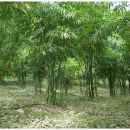 		โครงการปลูกไผ่เชิงเศรษฐกิจโดยใช้วิธีเกษตรธรรมชาติ อ.สัตหีบ จ.ชลบุรี (22 กันยายน 2555)