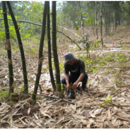 		โครงการปลูกไผ่เชิงเศรษฐกิจโดยใช้วิธีเกษตรธรรมชาติ อ.สัตหีบ จ.ชลบุรี (3 มีนาคม 2556)