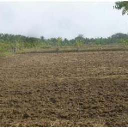 โครงการสาธิตการปลูกพืชในพื้นที่ดินเค็ม ต.ตาจั่น อ.คง จ.นครราชสีมา (7 มีนาคม 2556)