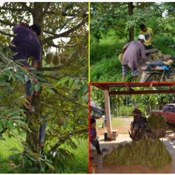 โครงการพัฒนาป่าชุมชนบ้านอ่างเอ็ด จังหวัดจันทบุรี (10 มิถุนายน 2558)