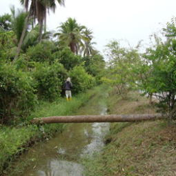 โครงการฟาร์มทดสอบสาธิตมีนเกษตร “สองน้ำ” บ้านท่าไข่ จ.ฉะเชิงเทรา(29 มีนาคม 2553)