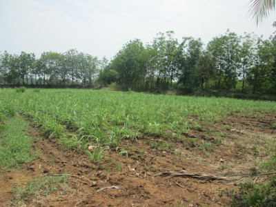 โครงการพัฒนาพื้นที่การเกษตรแบบผสมผสานบ้านติ้ว จ.อุดรธานี รูปภาพ 15