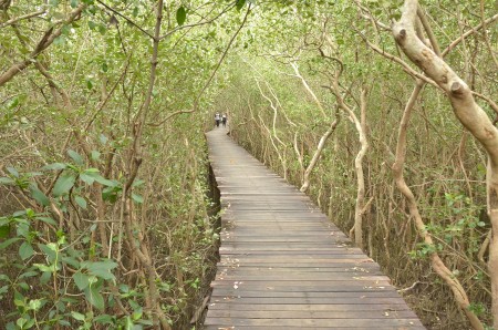 mangrove forest02