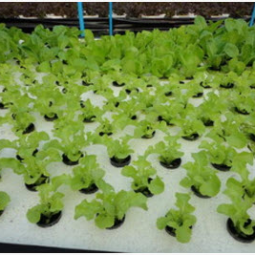 		โครงการปลูกพืชไร้ดิน(ไฮโดรโพนิกส์) จ.ปราจีนบุรี (28 กุมภาพันธ์ 2556)