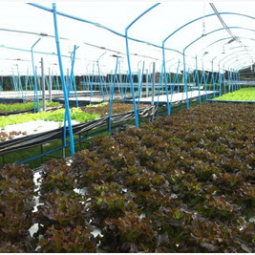 		โครงการปลูกพืชไร้ดิน(ไฮโดรโพนิกส์) จ.ปราจีนบุรี (4 กรกฎาคม 2556)