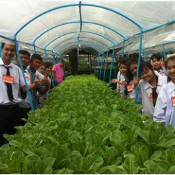โครงการปลูกพืชไร้ดิน(ไฮโดรโพนิกส์) จ.ปราจีนบุรี (11 มิถุนายน 2556)
