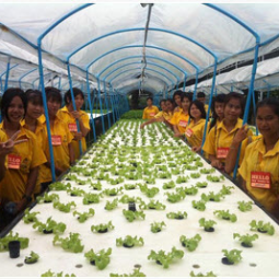 โครงการปลูกพืชไร้ดิน(ไฮโดรโพนิกส์) จ.ปราจีนบุรี (13 มิถุนายน 2556)
