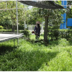 โครงการปลูกพืชไร้ดิน(ไฮโดรโพนิกส์) จ.ปราจีนบุรี (21 พฤษภาคม 2556)