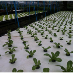 โครงการปลูกพืชไร้ดิน(ไฮโดรโพนิกส์) จ.ปราจีนบุรี (30 พฤษภาคม 2556)