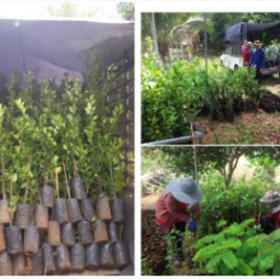 โครงการพัฒนาป่าชุมชนบ้านอ่างเอ็ด จังหวัดจันทบุรี (31 มีนาคม 2559)