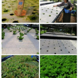 โครงการ​ปลูก​พืช​โดย​ไม่​ใช้​ดิน​มูลนิธิ​ชัย​พัฒนา​ จ.ปราจีนบุรี (12 มิถุนายน 2563)