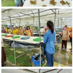 โครงการปลูกพืชไร้ดิน (ไฮโดรโพนิกส์) จ.ปราจีนบุรี (12 สิงหาคม 2563)