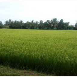 โครงการศูนย์สาธิตพืชไร่และพืชสวนอันเนื่องมาจากพระราชดำริ ต.ทาแร้ง อ.บ้านแหลม จ.เพชรบุรี (17 กรกฎาคม 2558)