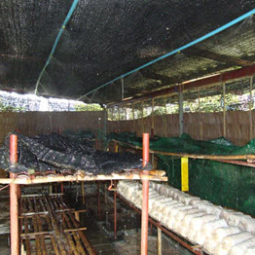 โครงการฟาร์มทดสอบสาธิตมีนเกษตร “สองน้ำ” บ้านท่าไข่ จ.ฉะเชิงเทรา(30 เมษายน 2553)