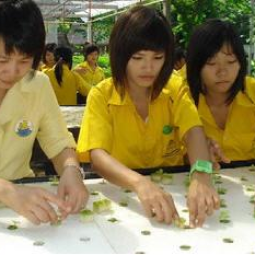 โครงการปลูกพืชไร้ดิน(ไฮโดรโพนิกส์) จ. ปราจีนบุรี(11 กรกฎาคม 2553)