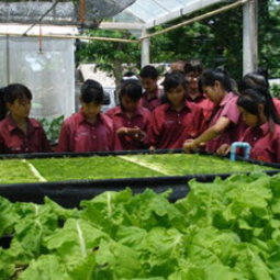 โครงการ ปลูกพืชไร้ดิน(ไฮโดรโพนิกส์) จ. ปราจีนบุรี(17 กรกฎาคม 2553)