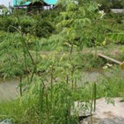 โครงการฟาร์มทดสอบสาธิตมีนเกษตร “สองน้ำ” บ้านท่าไข่ จ.ฉะเชิงเทรา(24 พฤษภาคม 2553)