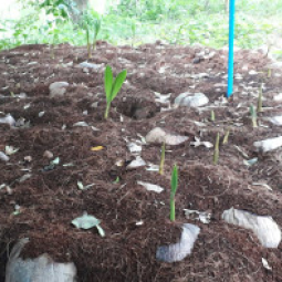 โครงการทดลองเพาะปลูกปาล์มน้ำมันและเกษตรผสมผสาน จ.พังงา (12 กันยายน 2560)