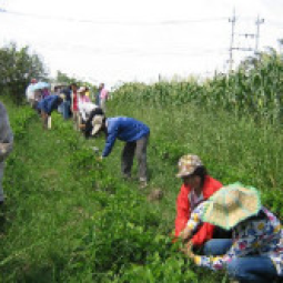 โครงการศูนย์สาธิตพืชไร่และพืชสวนอันเนื่องมาจากพระราชดำริ อ.บ้านแหลม จ.เพชรบุรี (22  มิถุนายน  2552)