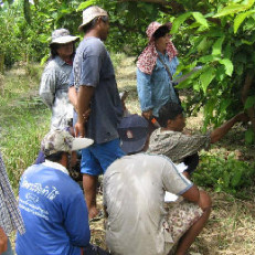 โครงการศูนย์สาธิตพืชไร่และพืชสวนอันเนื่องมาจากพระราชดำริ อำเภอบ้านแหลม จังหวัดเพชรบุรี (1  มิถุนายน  2552)