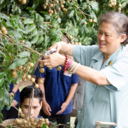 Her Royal Highness Princess Maha Chakri Sirindhorn Visits the Chaipattana Land Development Project in Ban Doi Kom, Ban Hong District, Lamphun Province