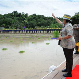 HRH Princess Maha Chakri Sirindhorn Cultivates Rice at Chulachomklao Royal Military Academy