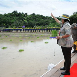 <strong>Read more about</strong><br />HRH Princess Maha Chakri Sirindhorn Cultivates Rice at Chulachomklao Royal Military Academy HRH Princess Maha Chakri Sirindhorn Cultivates Rice at Chulachomklao Royal Military Academy