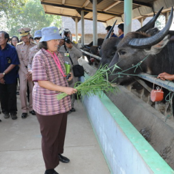 <strong>Read more about</strong><br />HRH Princess Maha Chakri Sirindhorn Inspects the Progress of Kasornkasiwit School in Sa Kaeo Province HRH Princess Maha Chakri Sirindhorn Inspects the Progress of Kasornkasiwit School in Sa Kaeo Province