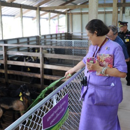 <strong>Read more about</strong><br />H.R.H. Princess Maha Chakri Sirindhorn Visits the Chaipattana Foundation’s Black Bengal Goat Domestication Project in Songkla Province H.R.H. Princess Maha Chakri Sirindhorn Visits the Chaipattana Foundation’s Black Bengal Goat Domestication Project in Songkla Province
